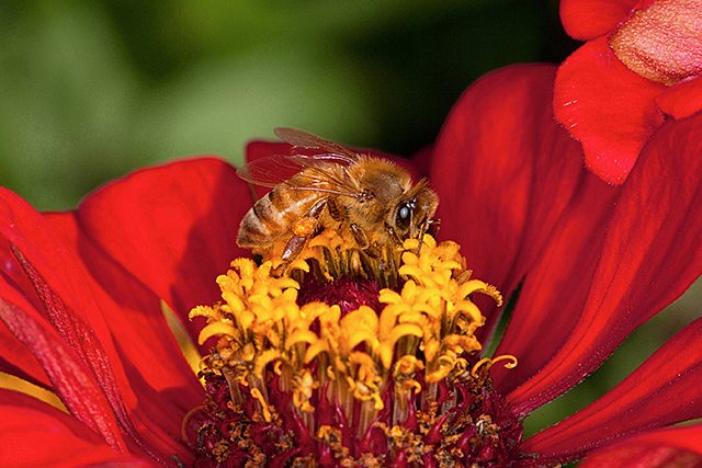 Honey bee from the USDA Agricultural Research Service image collection